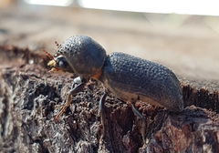 Bostrychopsis jesuita