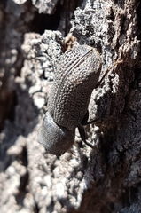 Bostrychopsis jesuita