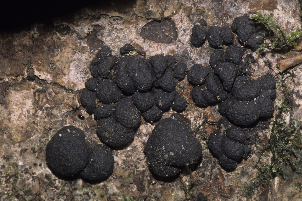 Xylaria anisopleura