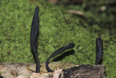 Xylaria penicilliopsis