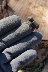 Bostrychopsis jesuita