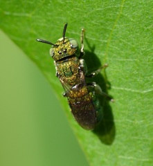 Ceratina smaragdula