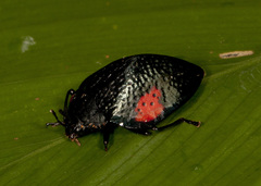 Erotylus cassidoides