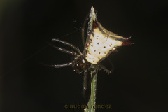 Micrathena furva