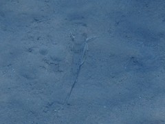 Chelidonichthys lucerna