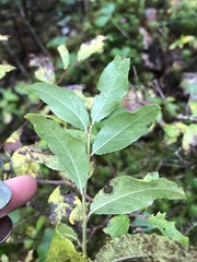 Vaccinium myrtilloides image
