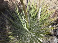 Yucca utahensis