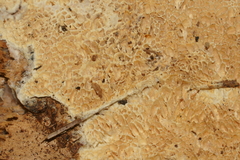 Wrightoporia avellanea