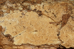 Wrightoporia avellanea