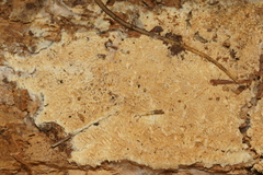 Wrightoporia avellanea