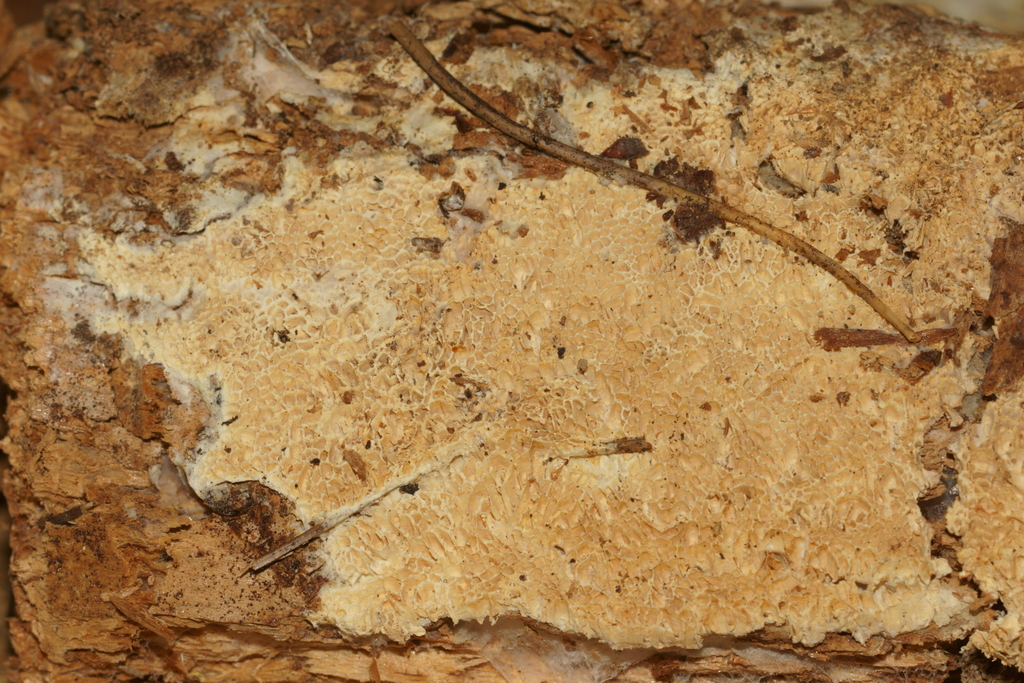 Wrightoporia avellanea