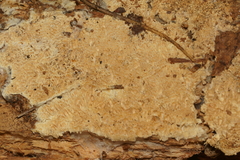 Wrightoporia avellanea