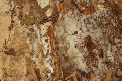 Wrightoporia avellanea