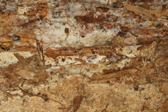 Wrightoporia avellanea