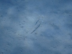 Chelidonichthys lucerna