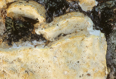 Wrightoporia subrutilans