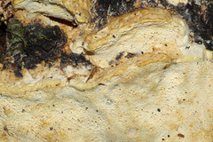 Wrightoporia subrutilans