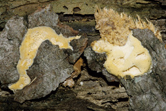 Wrightoporia subrutilans