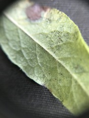Vaccinium myrtilloides image