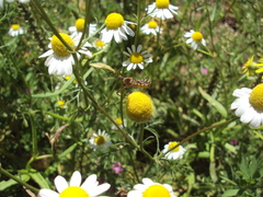 Cosmoclopius nigroannulatus