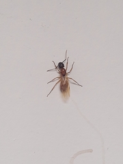 Camponotus