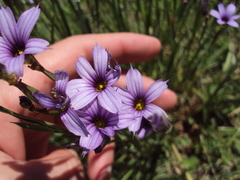 Sisyrinchium platense