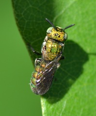 Ceratina smaragdula
