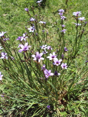 Sisyrinchium platense