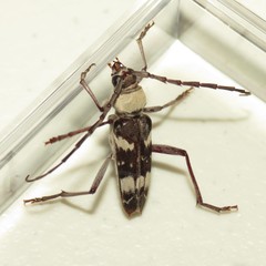 Megacyllene antennata