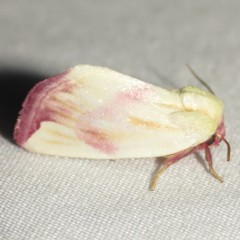 Thurberiphaga diffusa