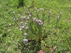 Sisyrinchium platense