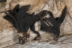 Xylaria corniformis