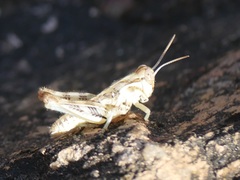 Melanoplus ponderosus