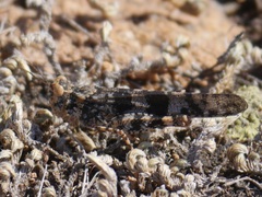 Trimerotropis saxatilis