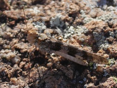 Trimerotropis saxatilis