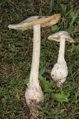 Amanita elliptosperma