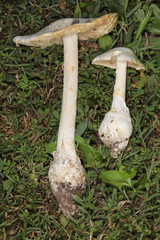 Amanita elliptosperma