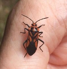 Spilostethus decoratus