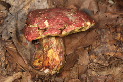 Boletus roodyi