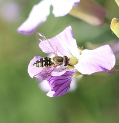 Toxomerus vertebratus