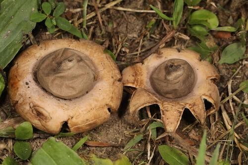 Geastrum saccatum (Photo 2 of 2)