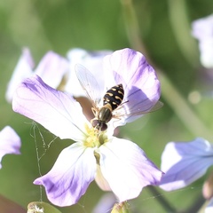 Toxomerus vertebratus
