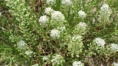 Lepidium alyssoides