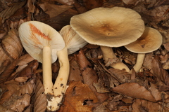 Lactarius fuliginosus