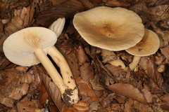 Lactarius fuliginosus