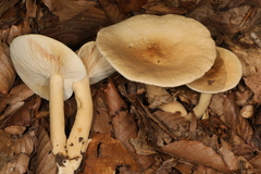 Lactarius fuliginosus
