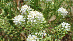 Lepidium alyssoides