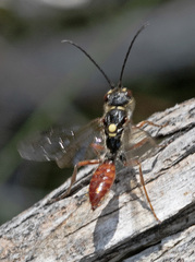 Tachynomyia abdominalis