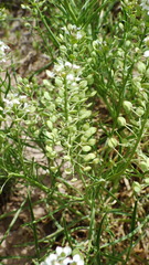 Lepidium alyssoides