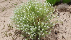 Lepidium alyssoides